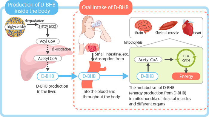 The illustration of D-BHB production inside the body and its conversion into energy through oral intake