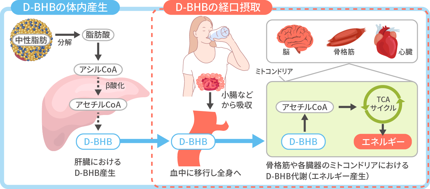 天然由来ケトン体 OKETOA® D-BHB（D-β-ヒドロキシ酪酸） | Daigasグループ