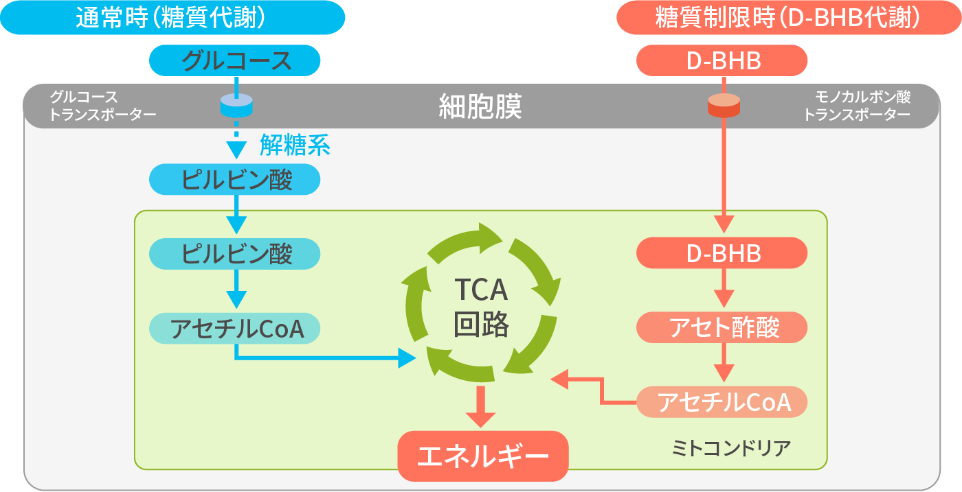 通常時（糖質代謝）と糖質制限時（D-BHB代謝）のTCA回路によるエネルギー変換図