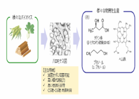 ハロモナス菌を用いたバイオものづくり開発